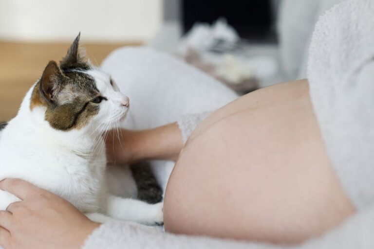 Gatos y embarazos: guía completa de convivencia y salud