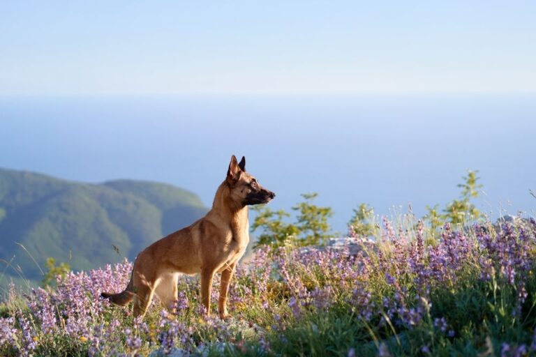 Giardiasis en perros: guía de síntomas y tratamiento
