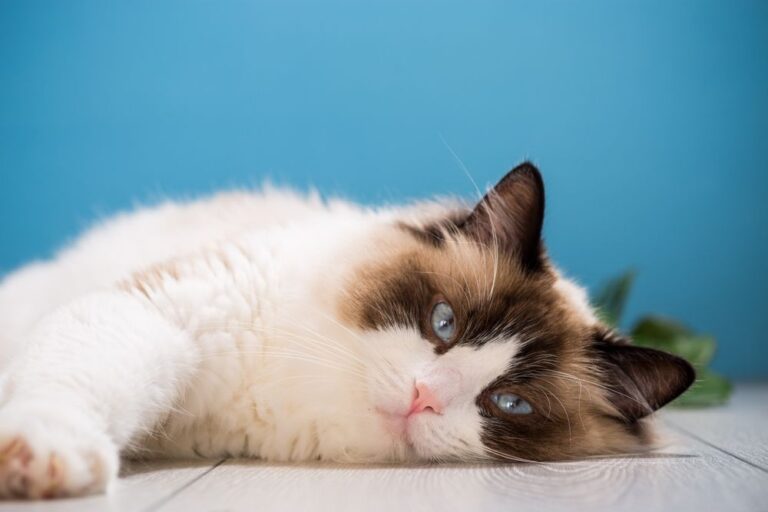 Hipertiroidismo en gatos: síntomas y tratamientos