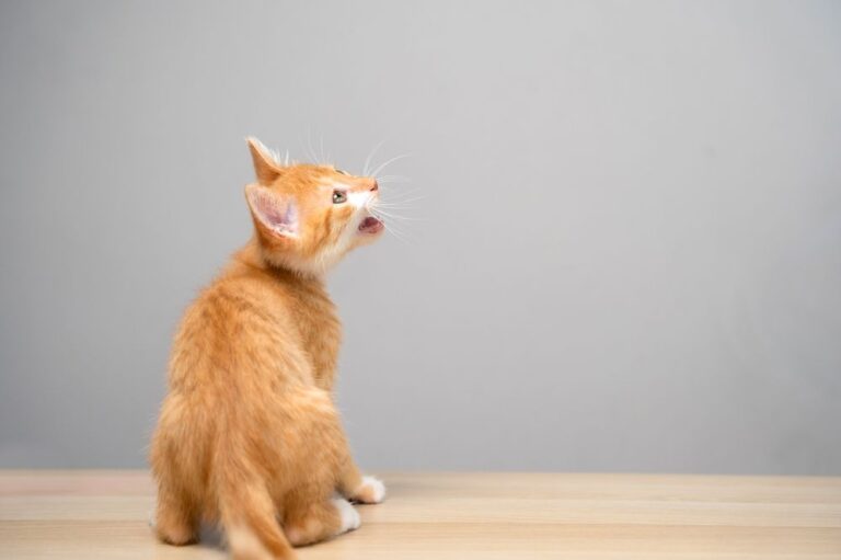 Mal aliento en gatos: causas y soluciones para la halitosis felina