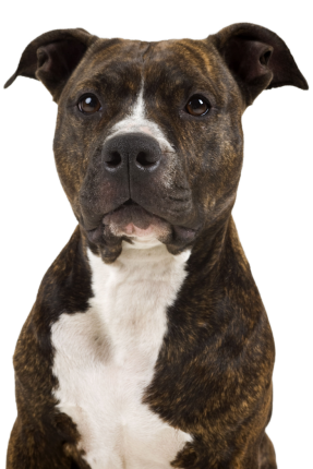 Pitbull 