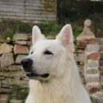 swiss-white-shepherd-4140060 1280