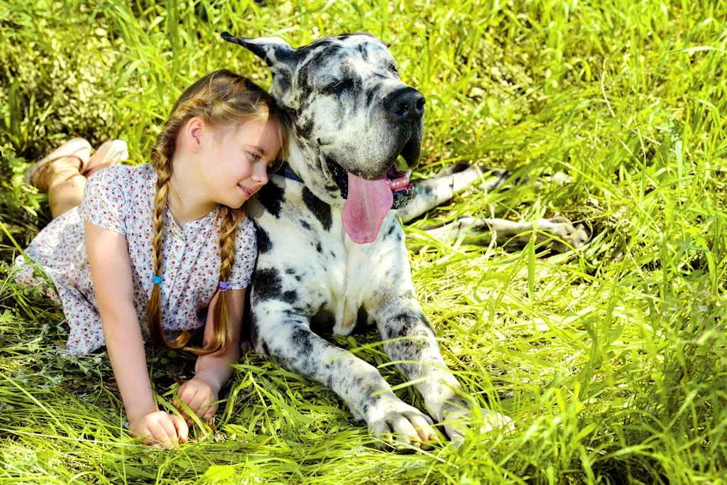 Dogo alemán y niña.
