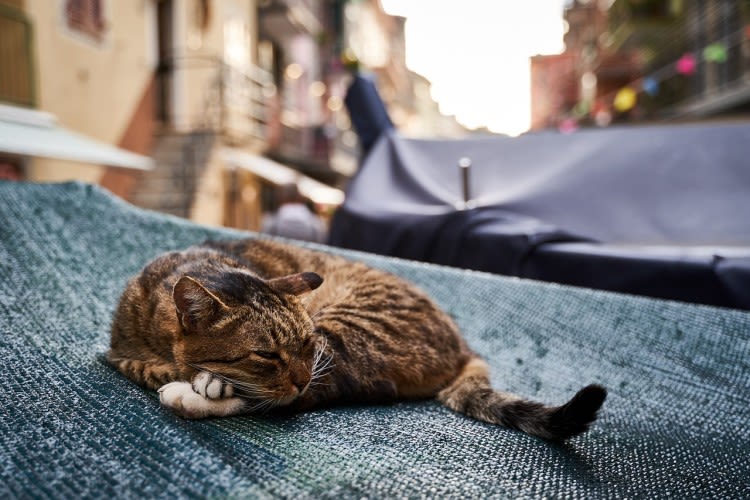 ¿Por qué mi gato está flaco? 