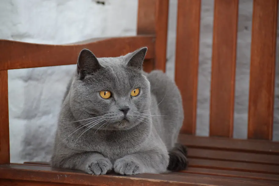 Chartreux Infos Races Assurance Santevet