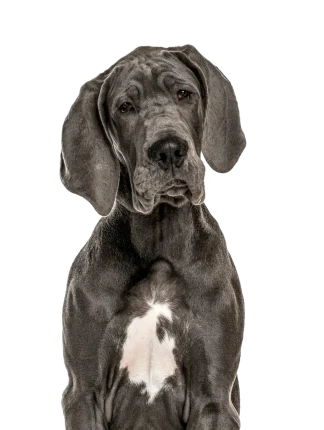 Dogue Allemand