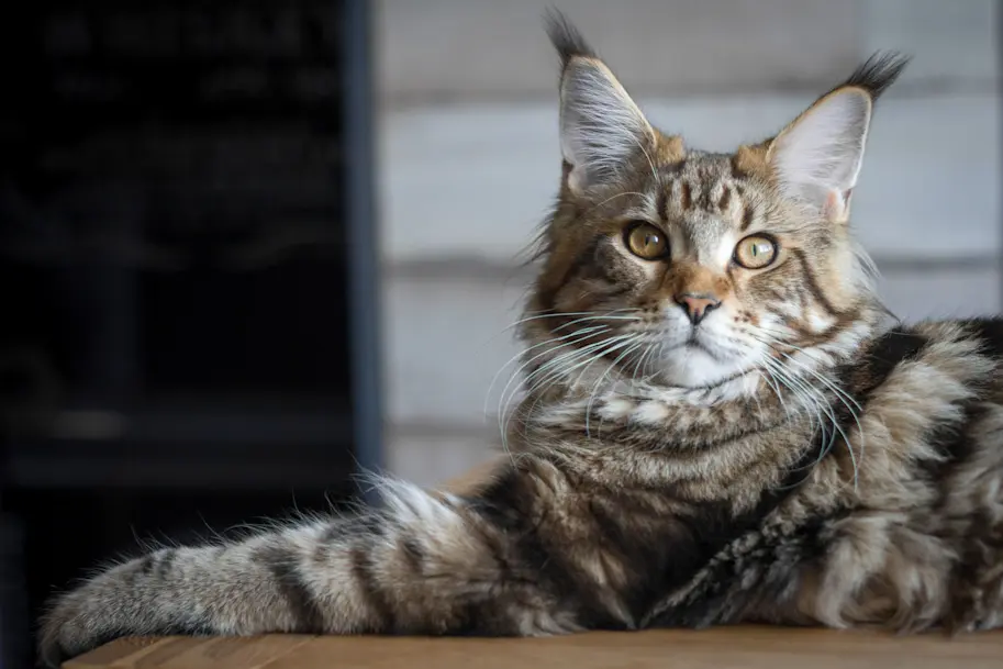 Maine Coon Assurance Santevet