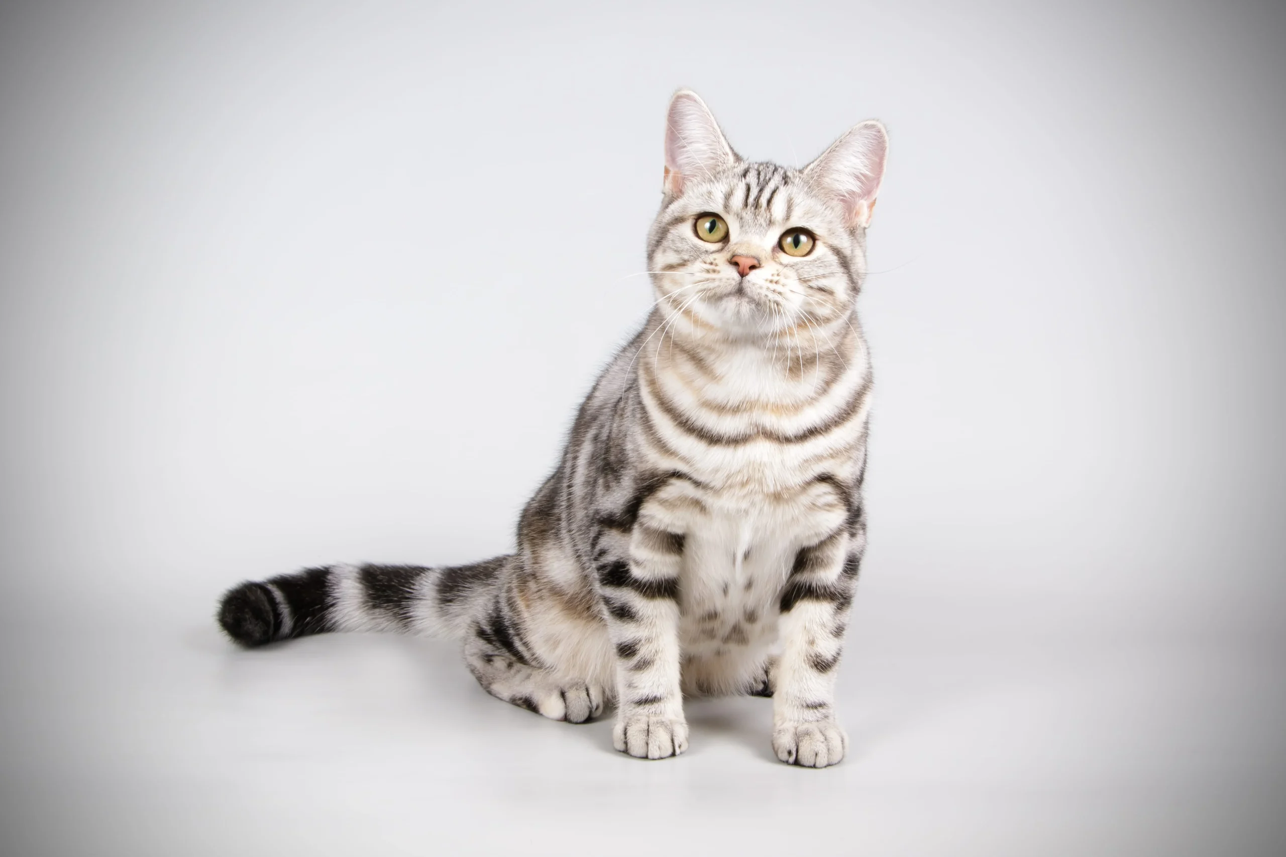 American shorthair