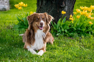 Infección de orina en perros: síntomas y tratamiento