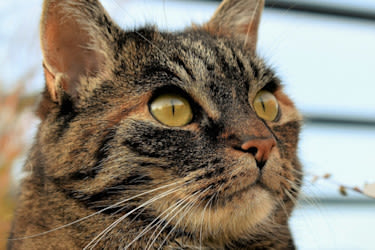 Tumores en gatos: diagnóstico y tratamiento 