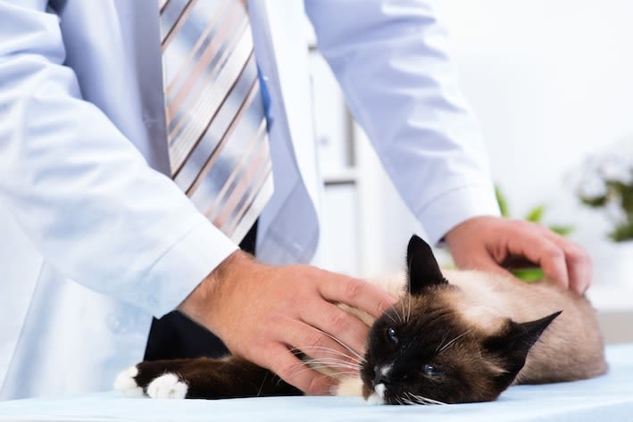 Estreñimiento en gatos: causas, diagnóstico y tratamientos