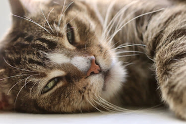 Eutanasia en gatos: guía sobre el proceso y bienestar animal