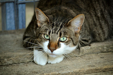 Diarrea en gatos: porqué sucede y cómo tratarla