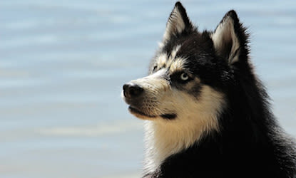 Fiebre en perros