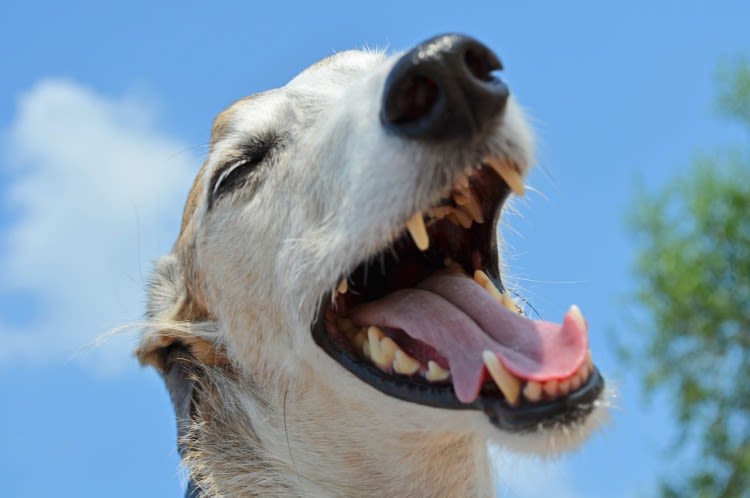 Sarro en perros: causas y soluciones efectivas