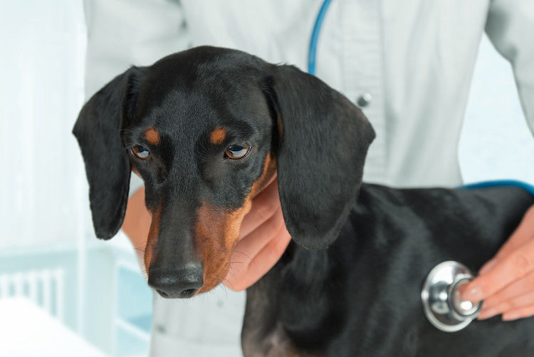 Hepatitis en perros: todo lo que debes saber