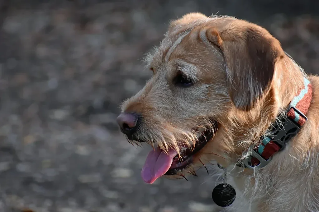 Perfil de perro labradoodle