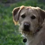 Primer plano de un labradoodle