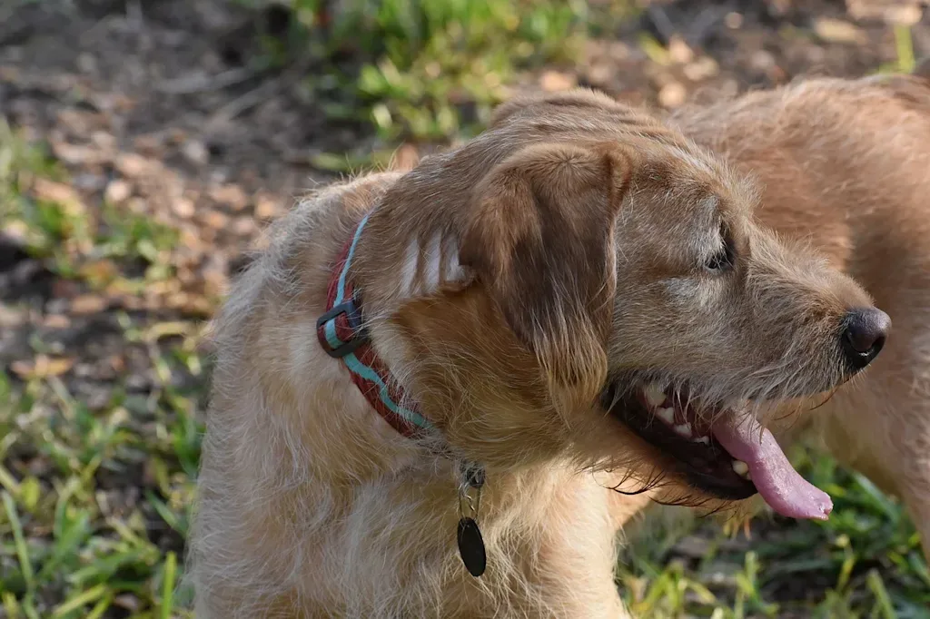 Perro labradoodle color crema