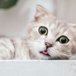 Chaton Munchkin