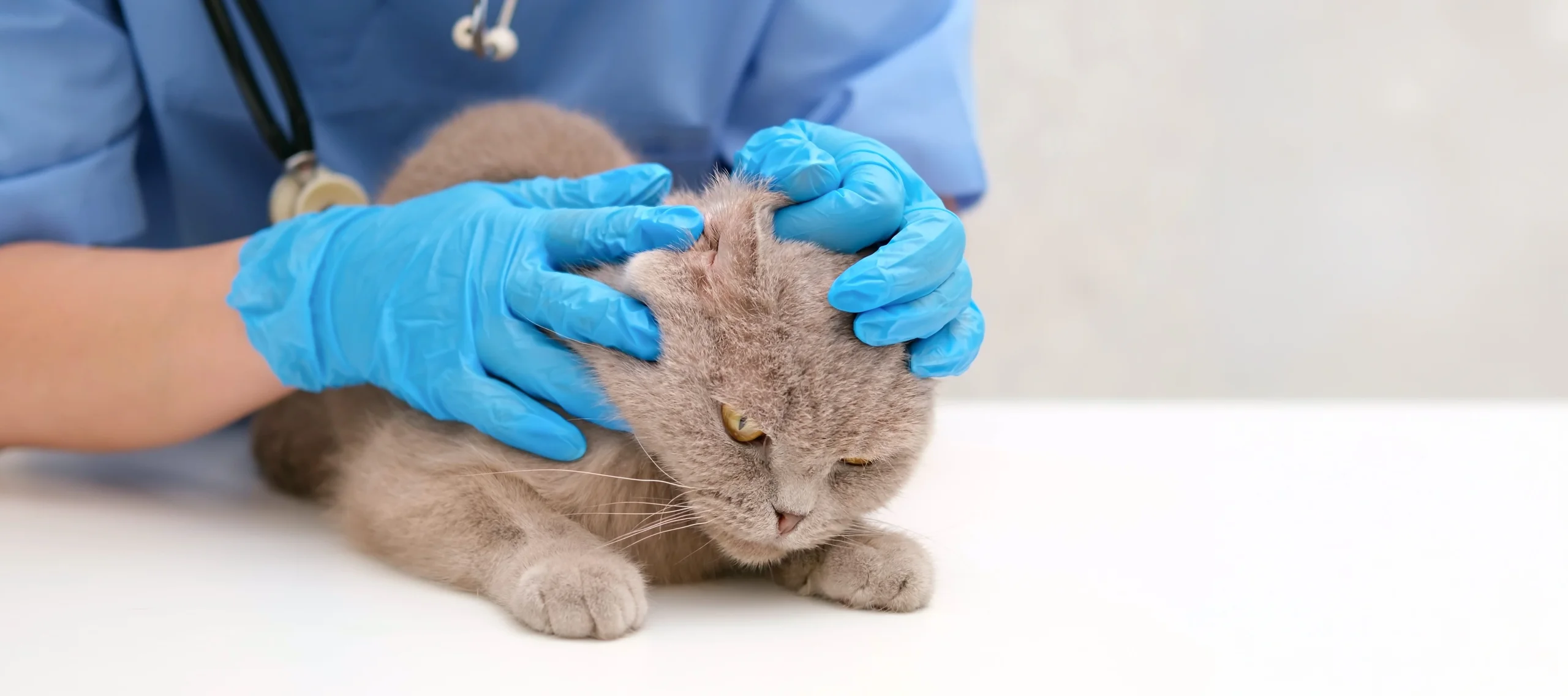 Prevención gatos