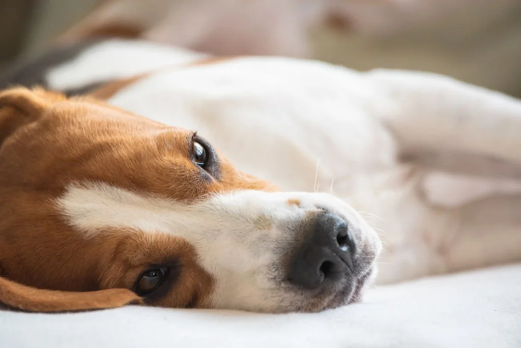 Síntomas del edema pulmonar en perros