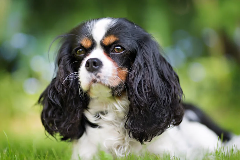 Cavalier King Charles