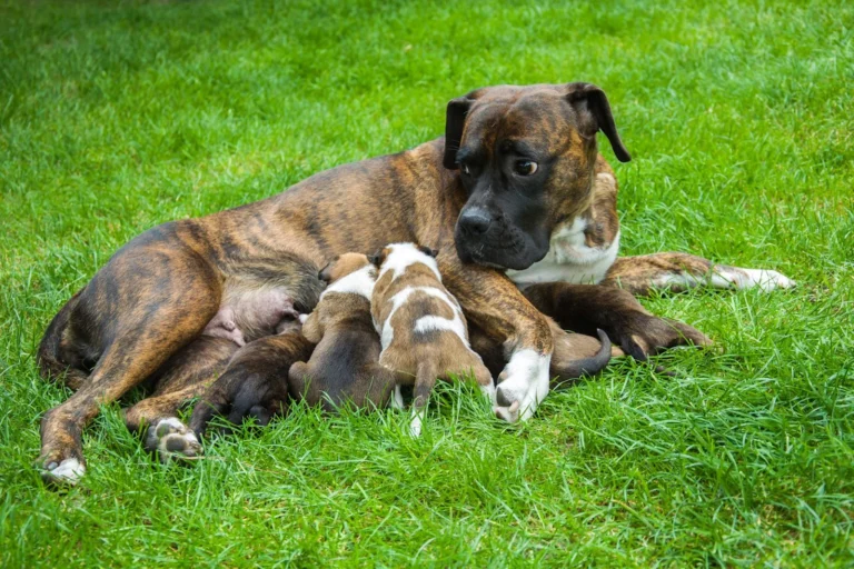 Mastitis en perras: qué es, síntomas y tratamiento
