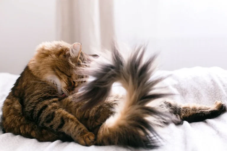 Cola de gato fracturada: ¿necesita operación?