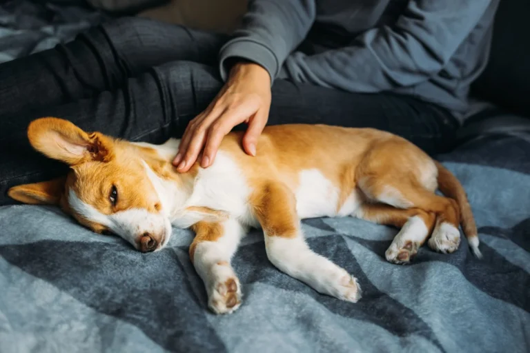 Meninigitis en perros: todo lo que debes saber