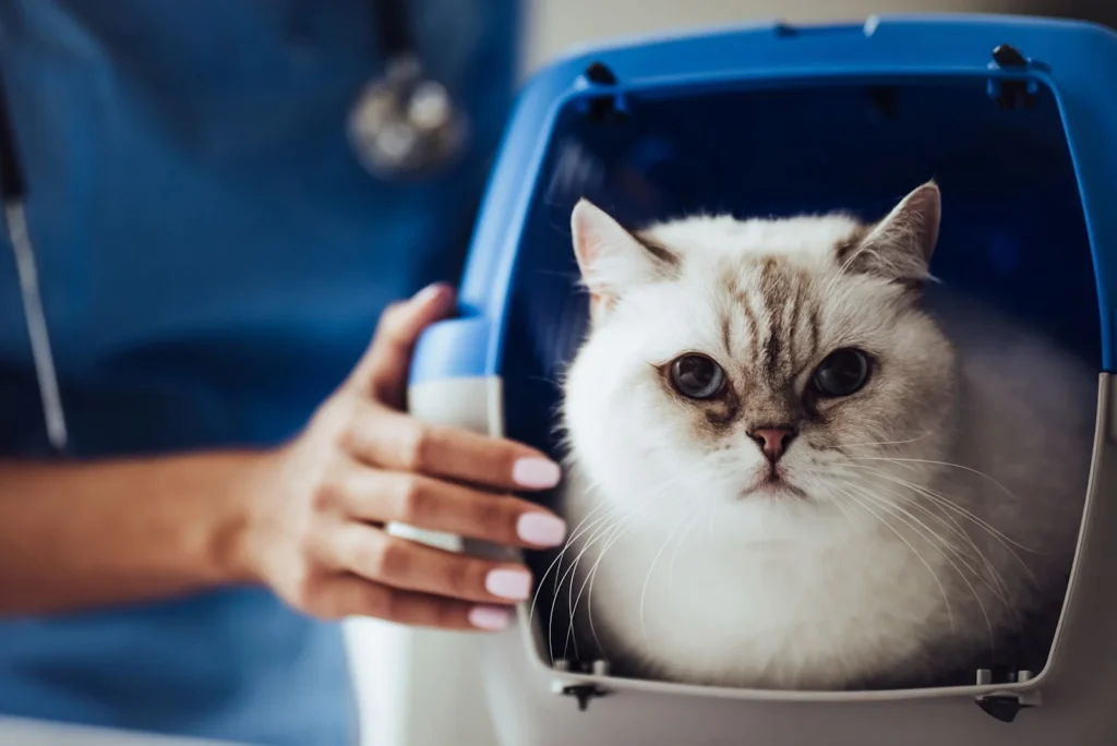 Anestesia de gato: todo lo que debes saber sobre el procedimiento y los cuidados