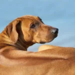 Perro crestado rodesiano