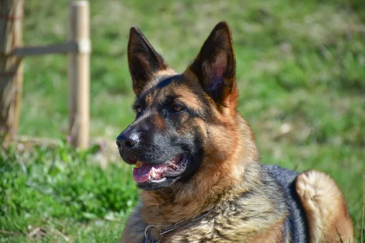 TAC en perros: precio y todo cuánto necesitas saber