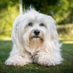 Perro bichón habanero blanco
