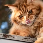 Gato rojizo