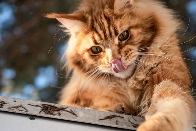 Ficha de raza: gato rojizo o naranja