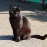 Gato negro sentado al sol