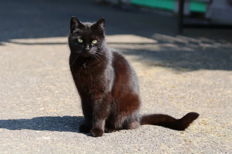 Gato negro