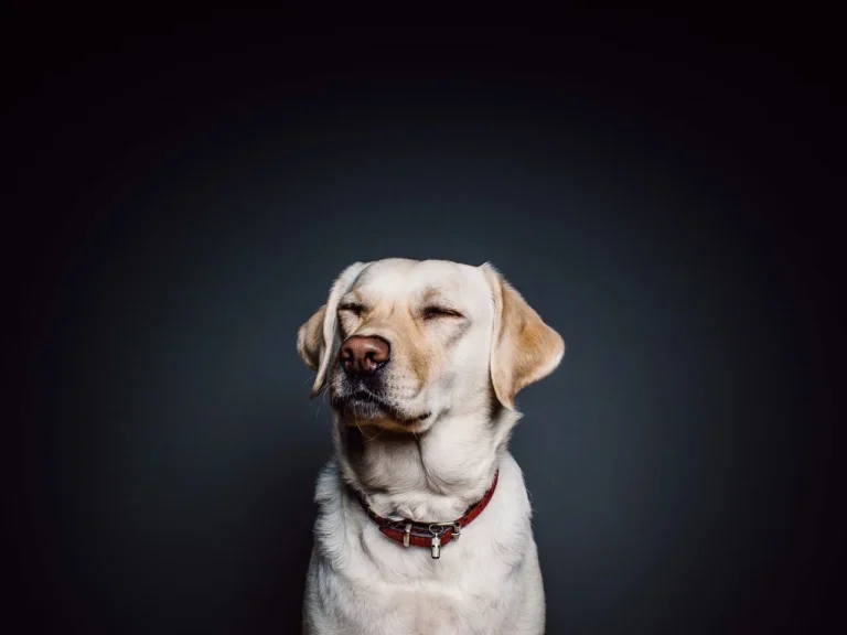 Antihistamínicos para perros: tipos, dosis y cómo administrarlos