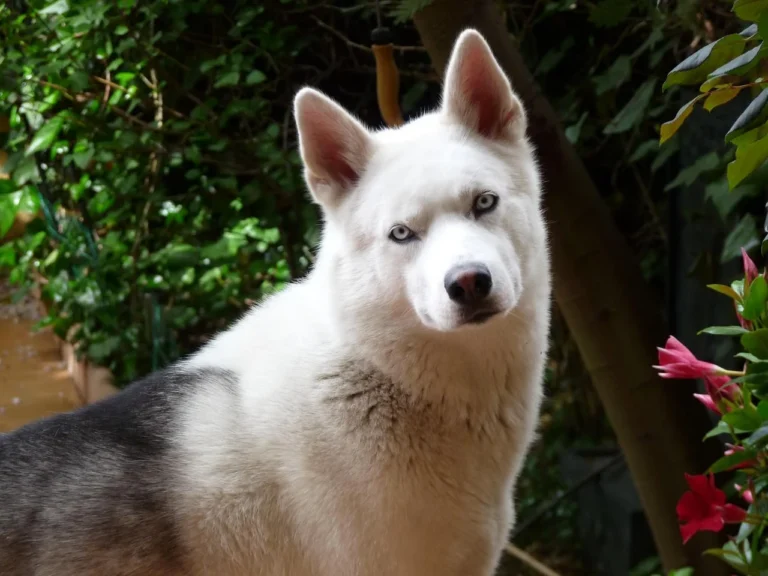 Lupus en perros: qué es, síntomas y tratamiento