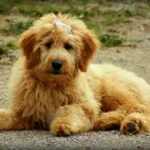 Cachorro goldendoodle tumbado