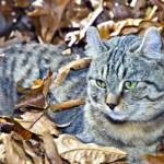 Gato hihgland lynx