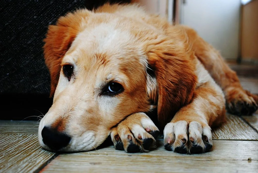 Cachorro con la cabeza apoyada en el suelo