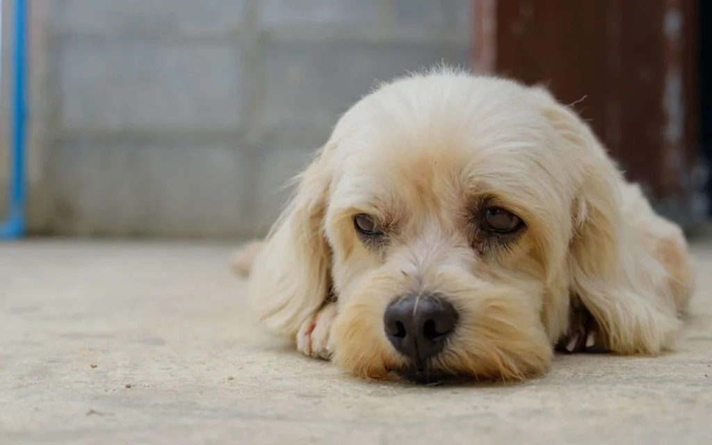 Perro pequeño de pelo claro descansando sobre el suelo
