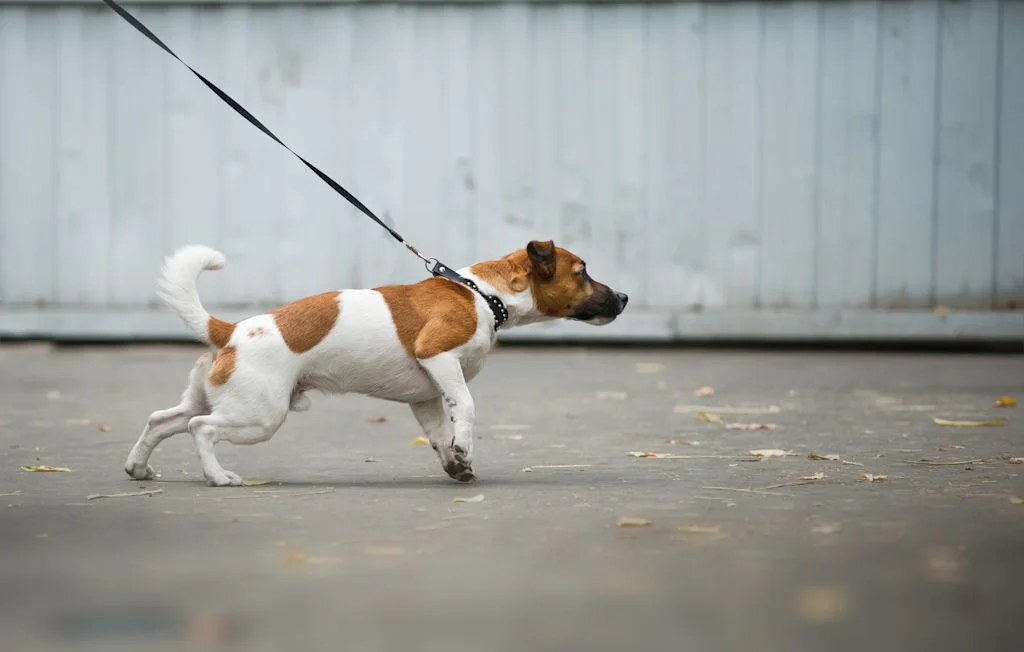 Perro jack russell tirando de la correa