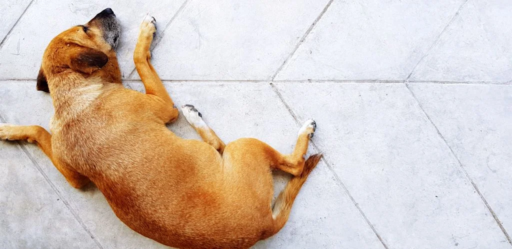 Perro decaído con posibles síntomas de torsión de estómago.