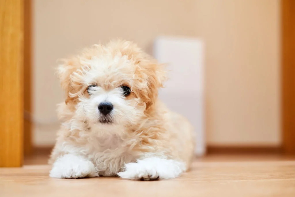 Cachorro maltipoo color apricot sentado sobre suelo brillante