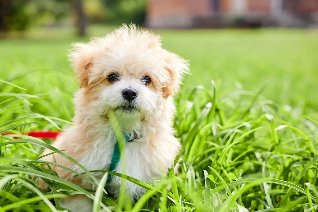Cachorro maltipoo asomado entre la hierba verde