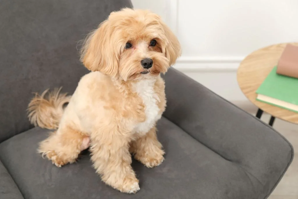 Perro maltipoo color apricot sentado en sillón gris
