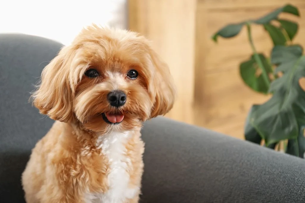 Simpatico rostro de perro maltipoo con boca abierta